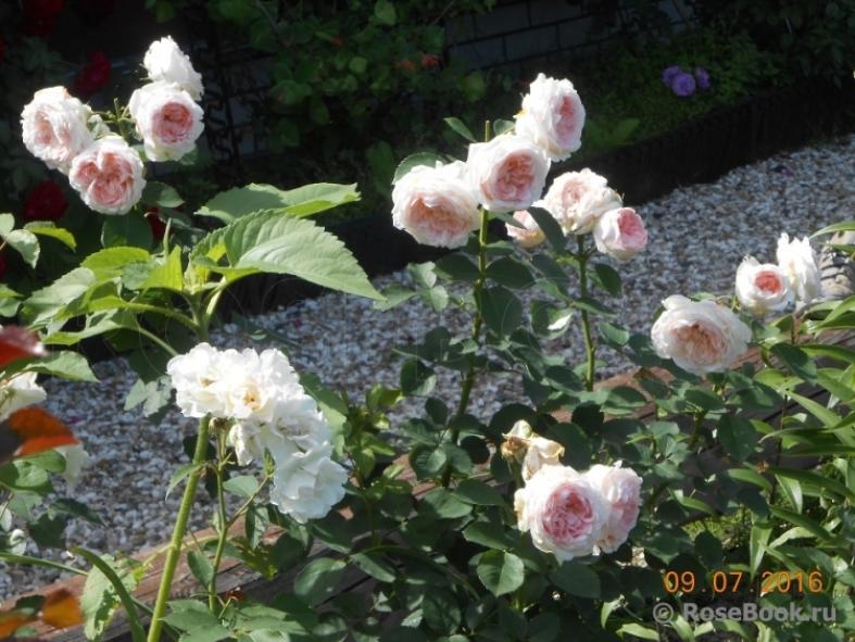 Роза Клара Чойс 4