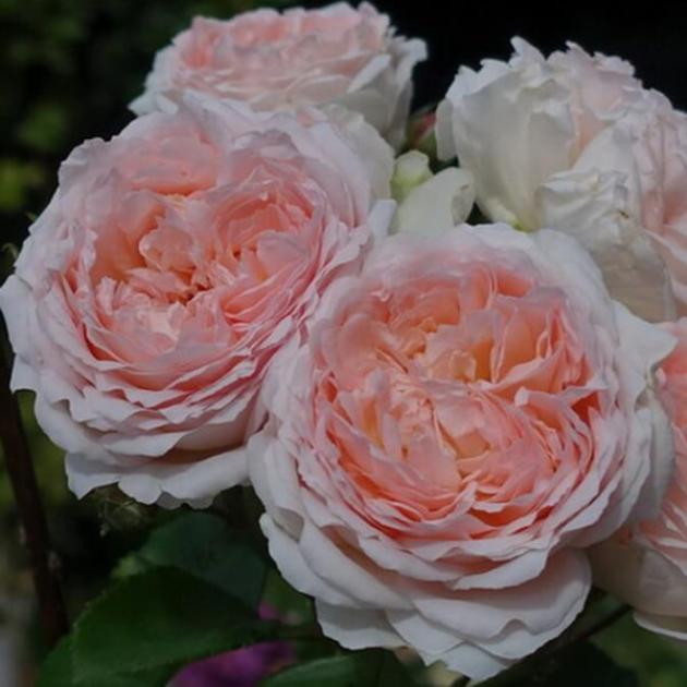 Роза Клара Чойс