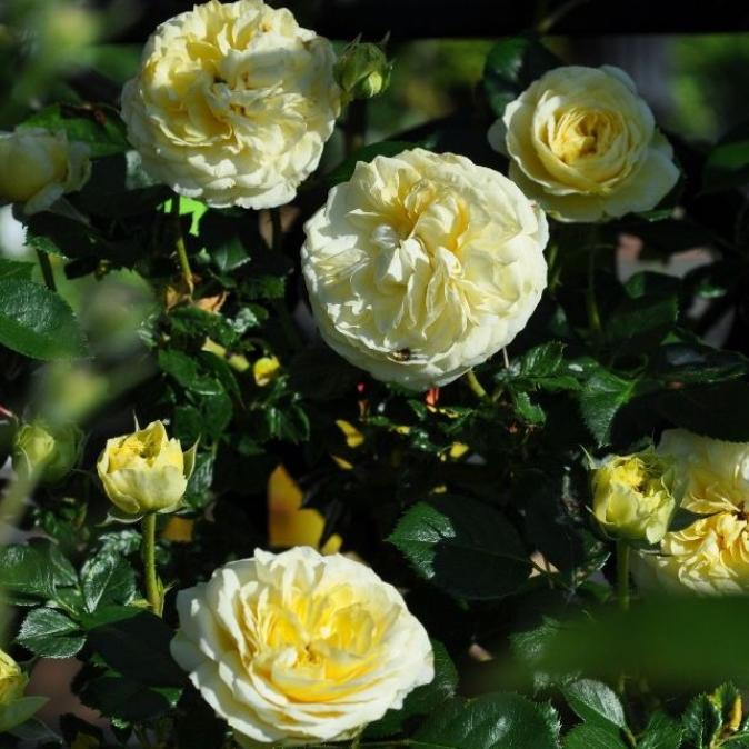 Роза Кларенс Хаус 3