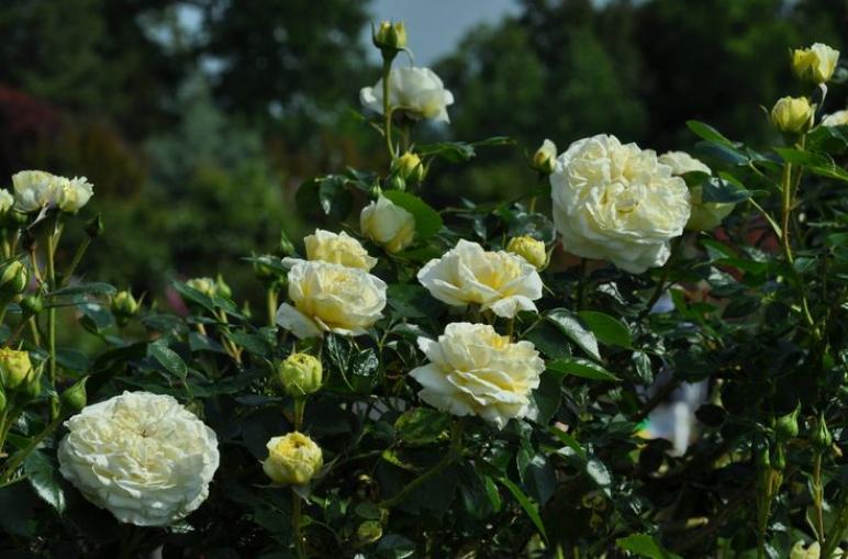 Роза Кларенс Хаус 4