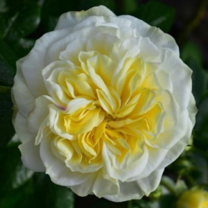 Роза Кларенс Хаус