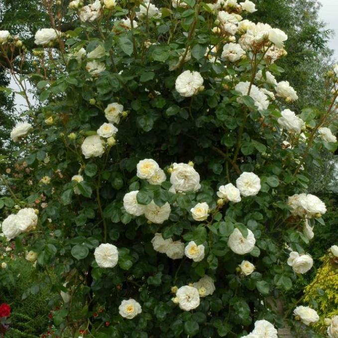 Роза Кларенс Хаус 5