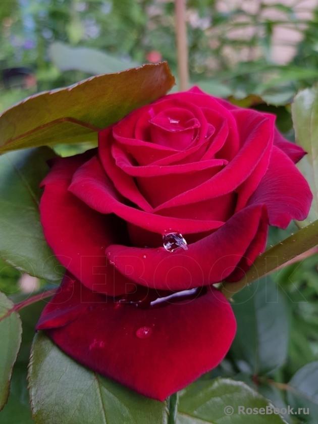 Роза Кларет 7