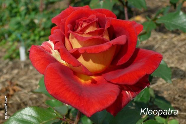 Роза Клеопатра 2