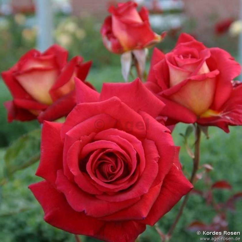 Роза Клеопатра 3