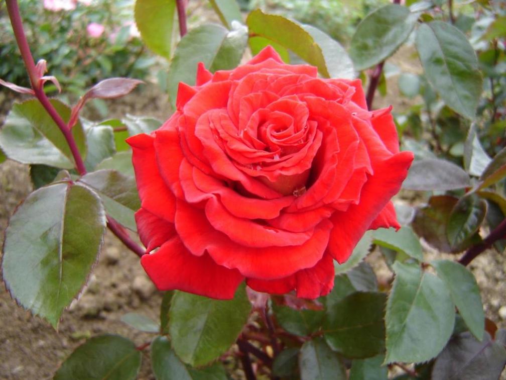 Роза Клеопатра 4