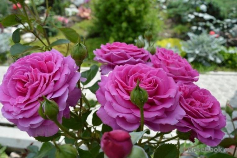 Роза Клер Маршал 2