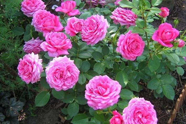 Роза Клер Маршал 3