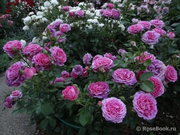 Роза Клер Маршал 4