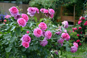 Роза Клер Маршал