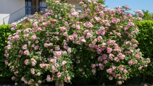 Роза Клер Матен