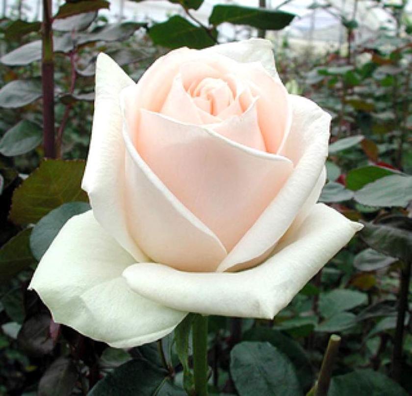 Роза Клер Океан 2