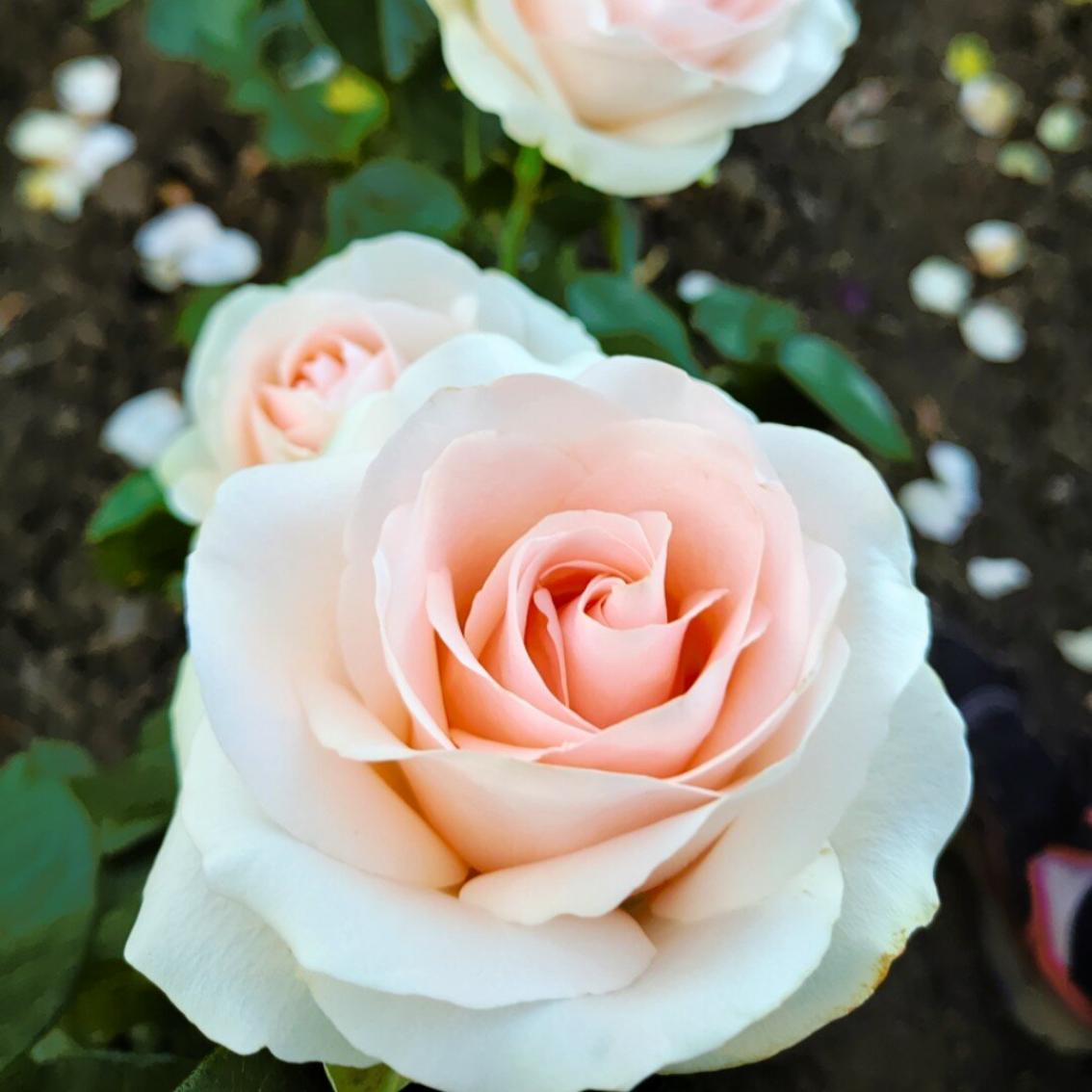 Роза Клер Океан 4