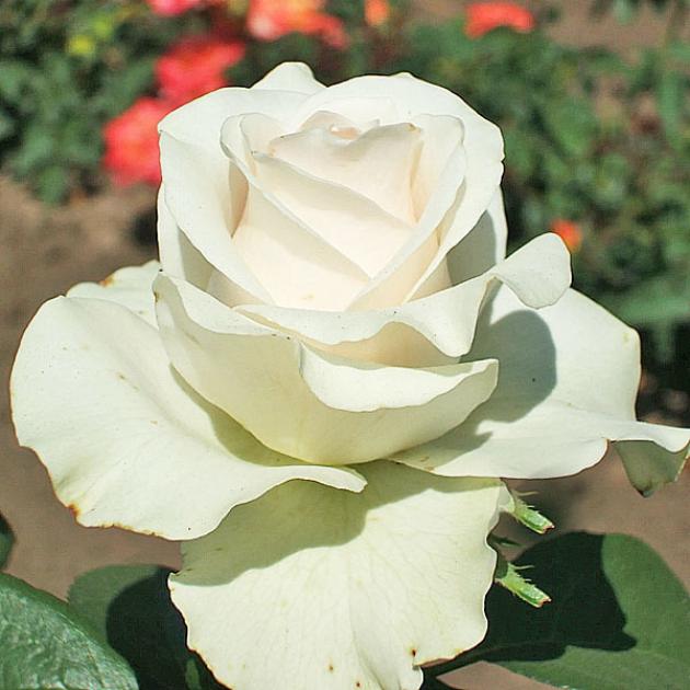 Роза Клер Океан 5