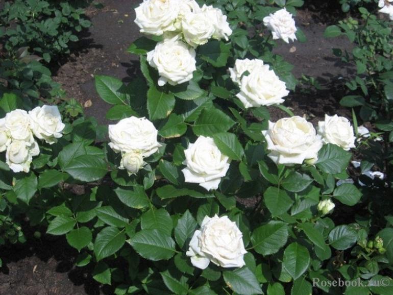 Роза Клер Океан 6