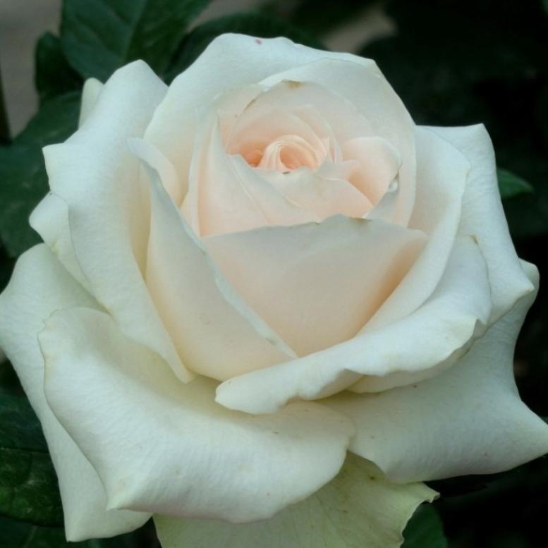 Роза Клер Океан