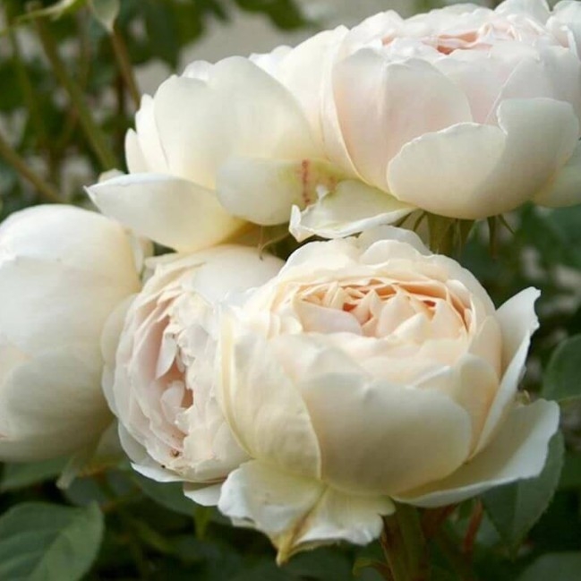 Роза Клэр Остин 4