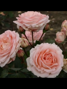 Роза Клер Ренессанс