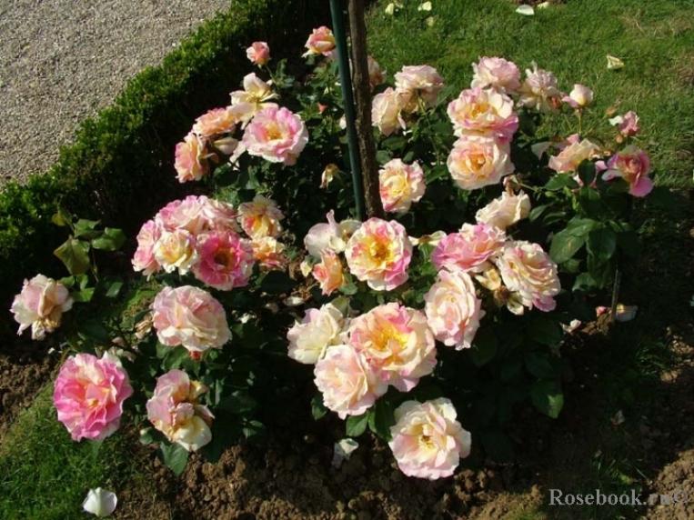 Роза Клод Моне 3