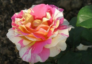 Роза Клод Моне