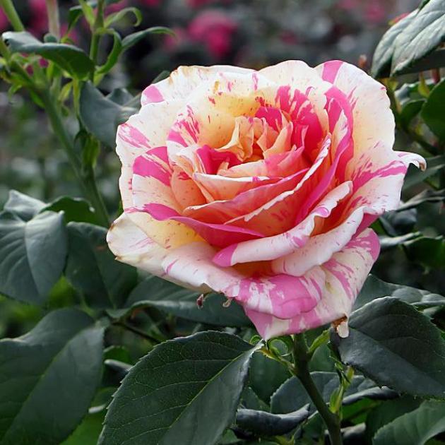 Роза Клод Моне 5