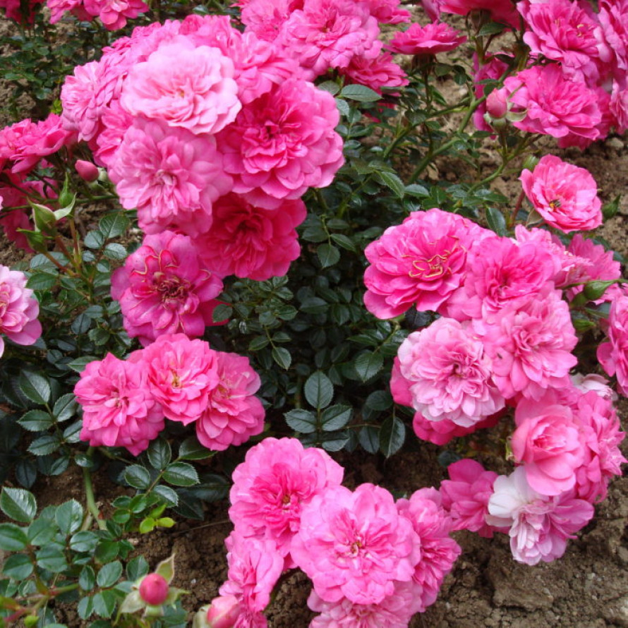 Роза Книрпс 2