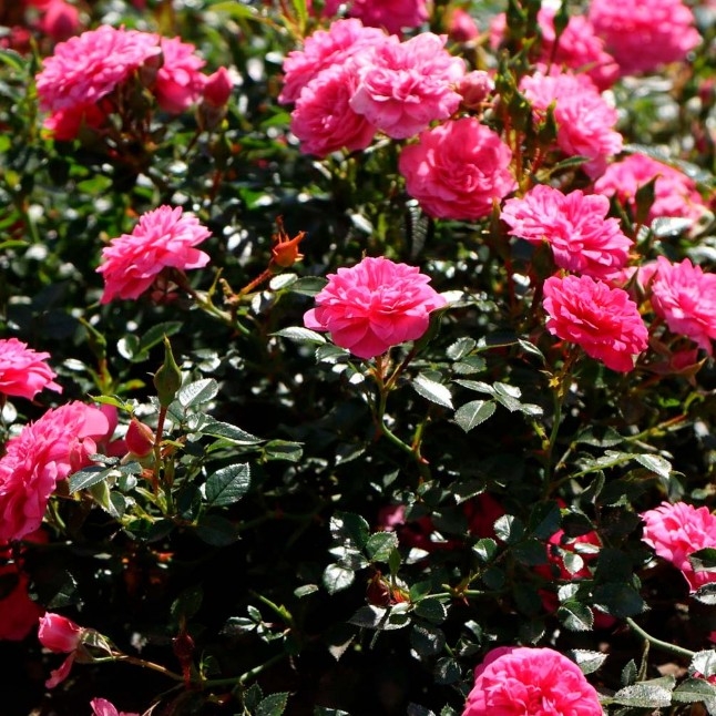 Роза Книрпс 3