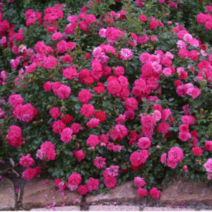 Роза Книрпс