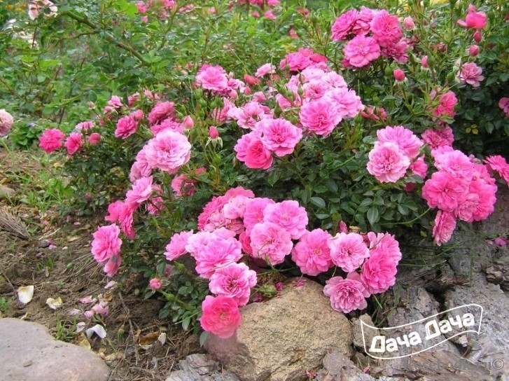 Роза Книрпс 5