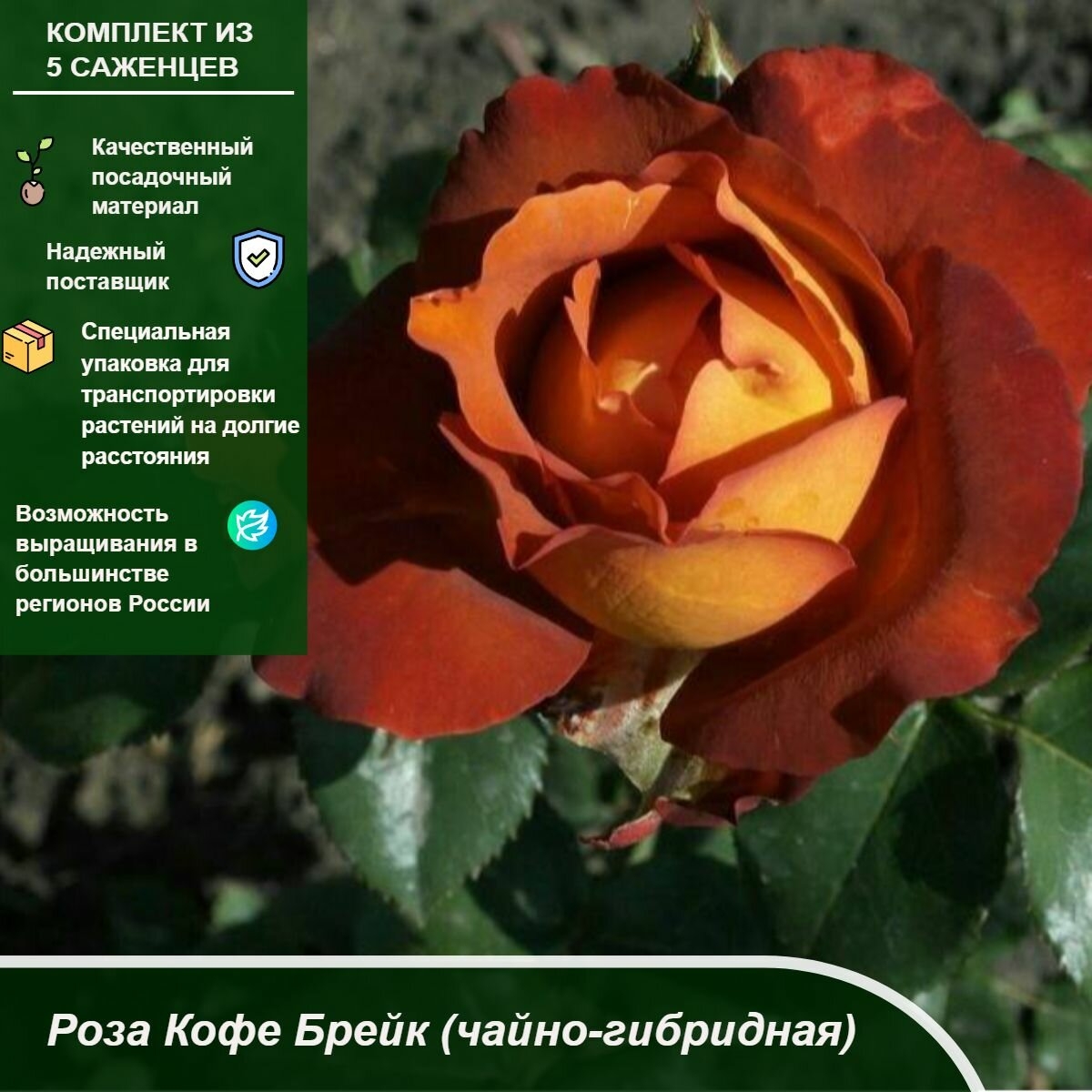 Роза Кофе Брейк 3