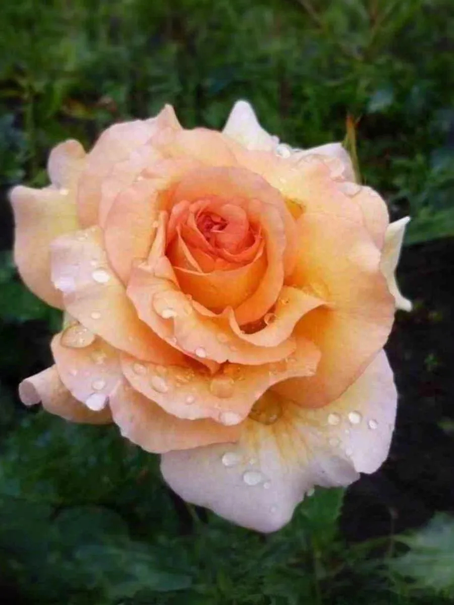 Роза Кокард