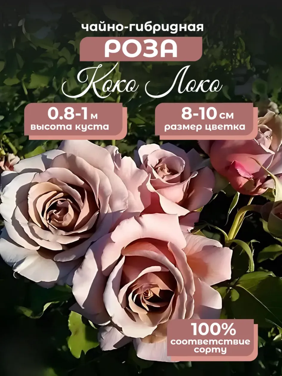 Роза Коко Локо 3