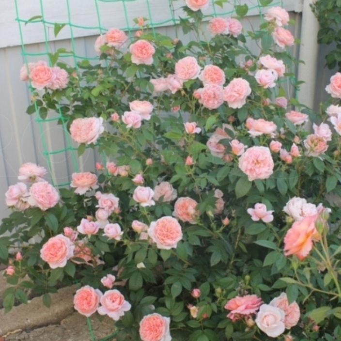 Роза Колет 3