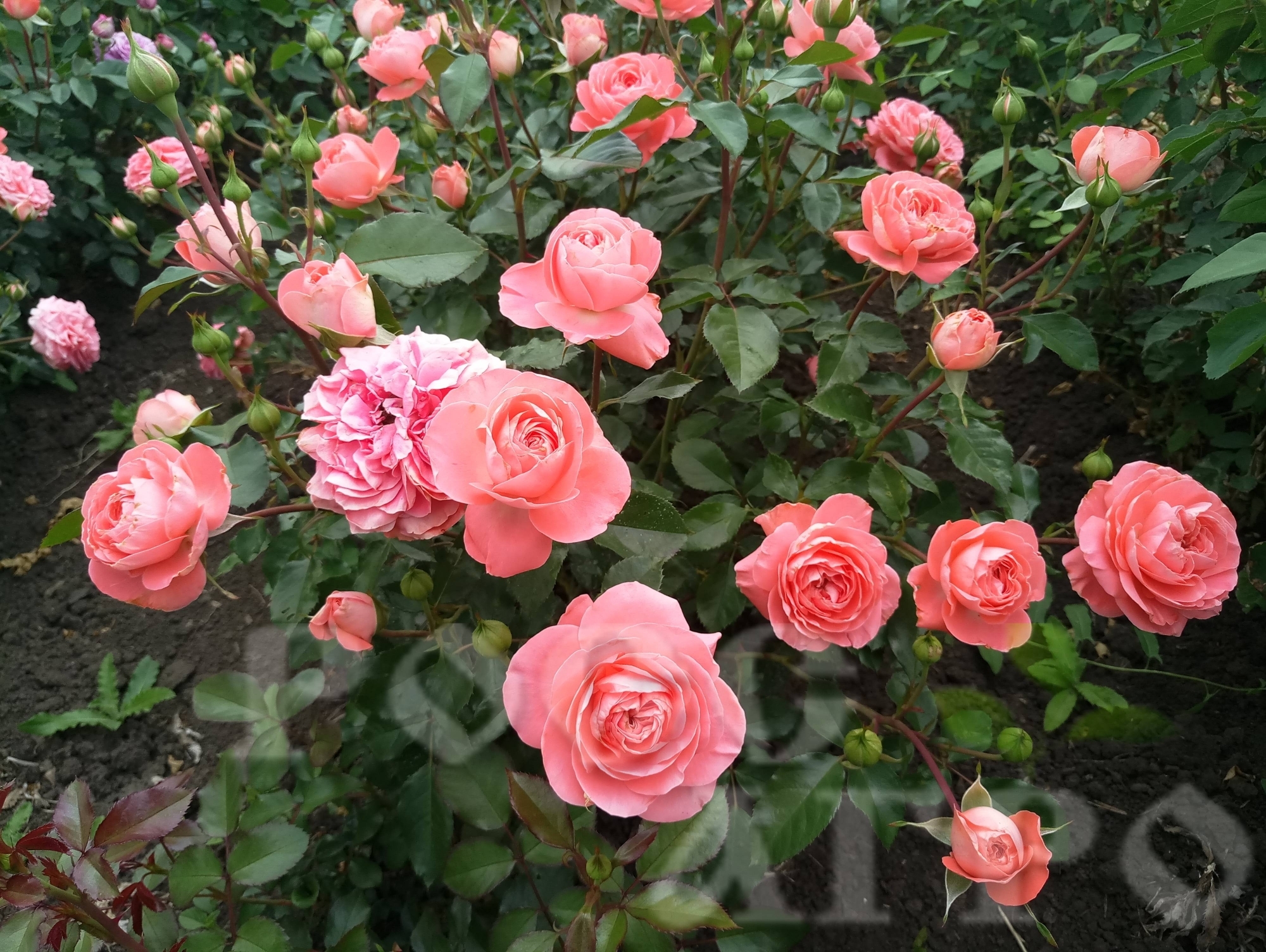 Роза Колет 5