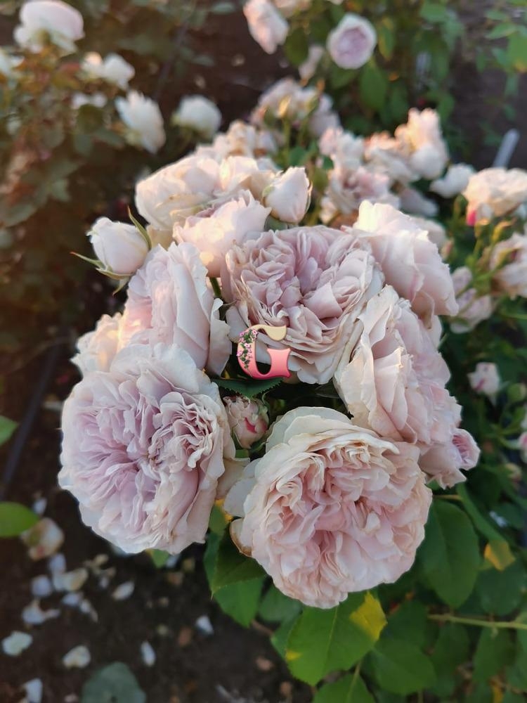 Роза Колор оф Юпитер 2