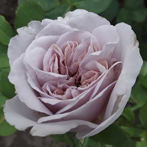 Роза Колор оф Юпитер 3