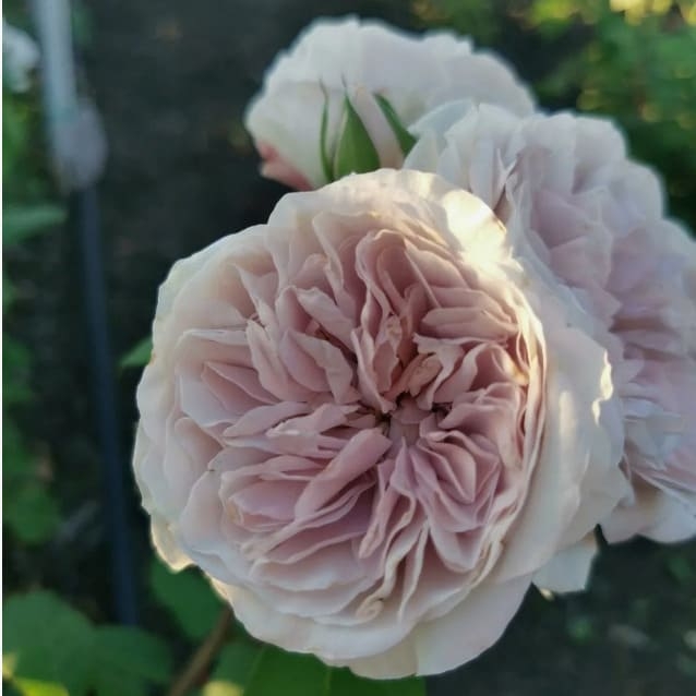 Роза Колор оф Юпитер