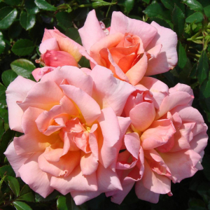 Роза Компассион