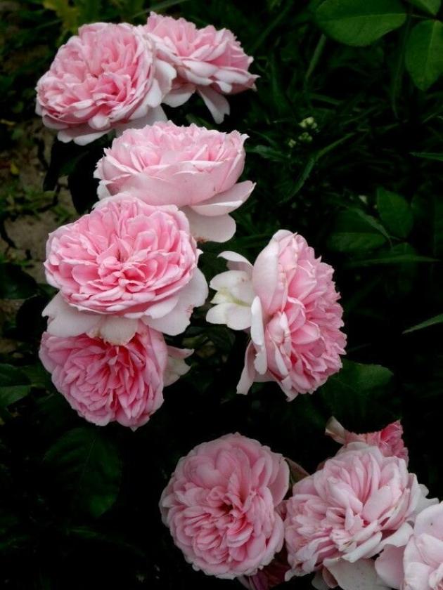 Роза Комтесс де Сегюр 3