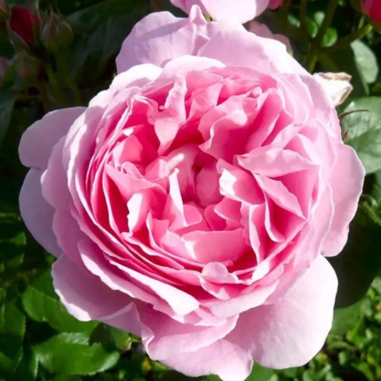 Роза Комтесс де Сегюр 4