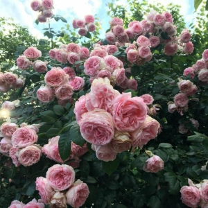 Роза Комтесс де Сегюр