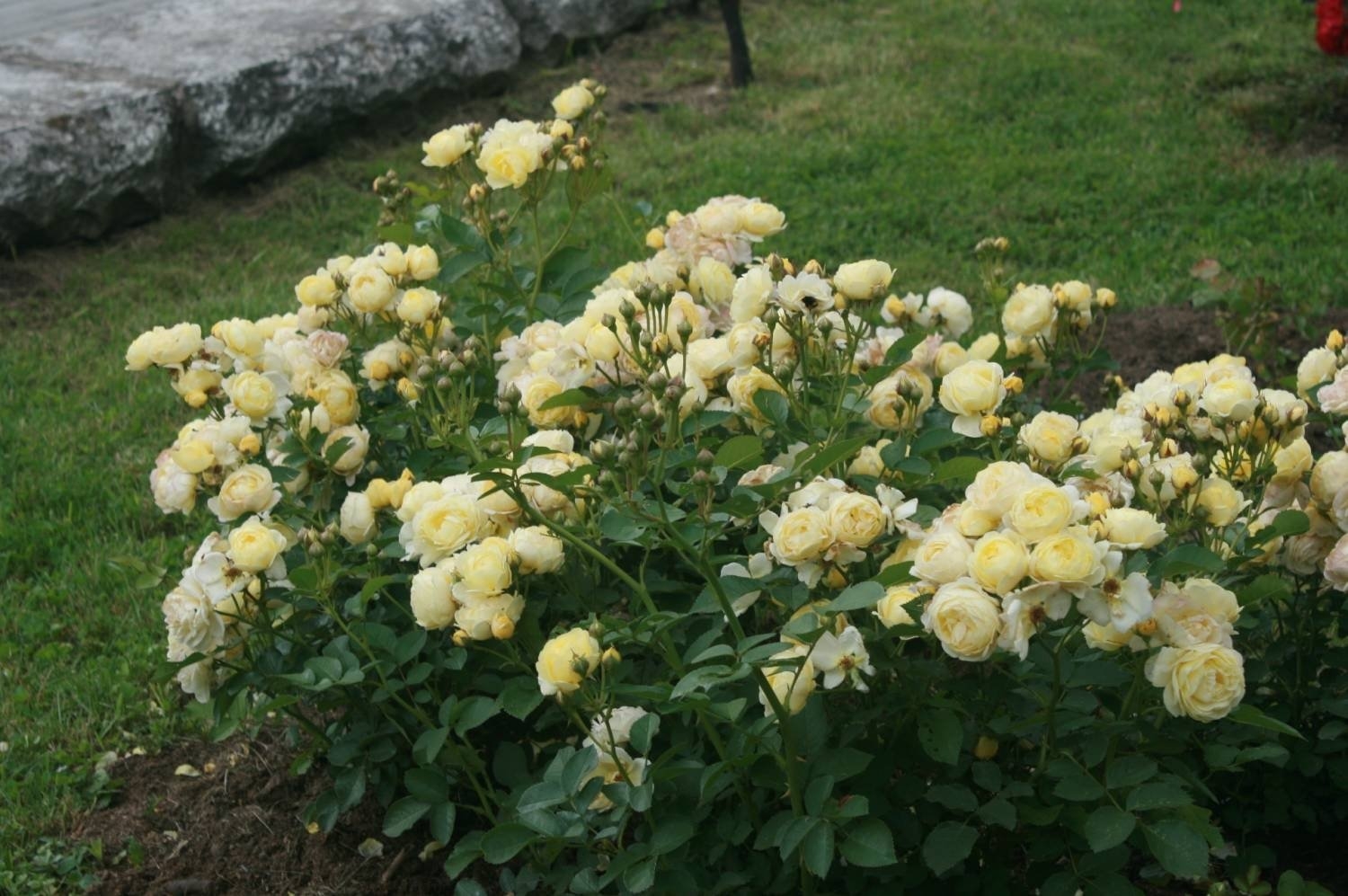 Роза Комтесс Дю Барри 2