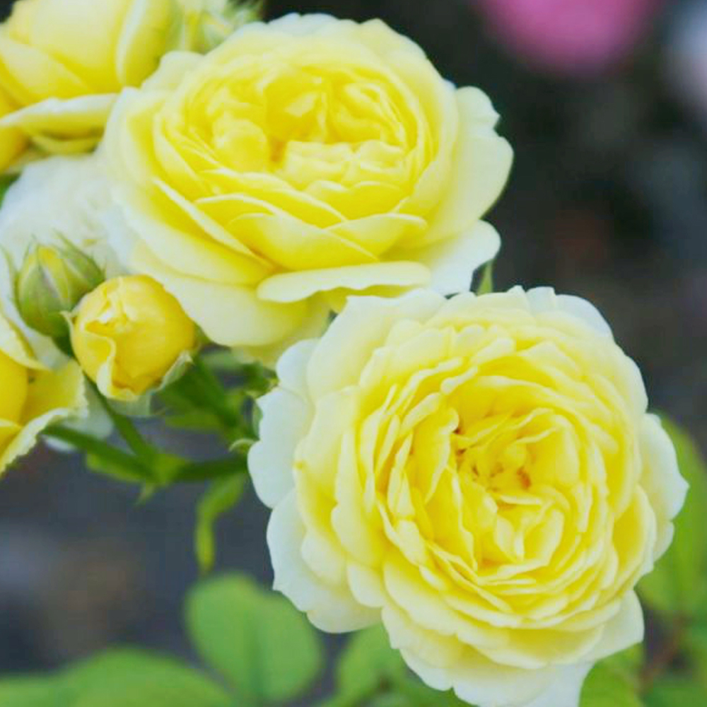 Роза Комтесс Дю Барри 3