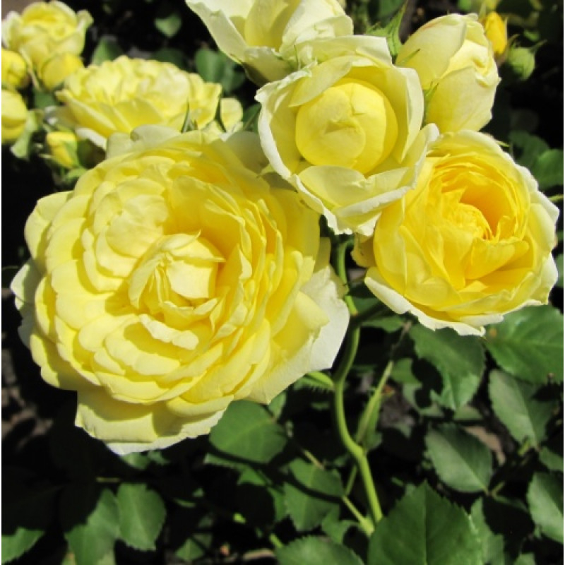 Роза Комтесс Дю Барри 4