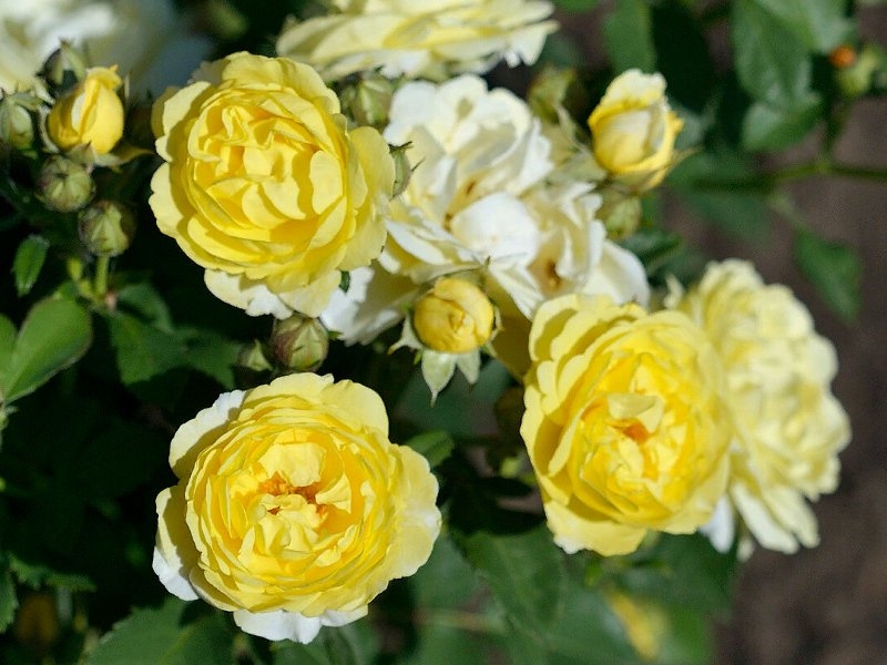 Роза Комтесс Дю Барри 5