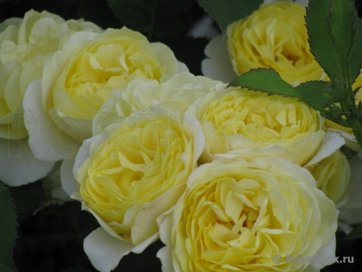 Роза Комтесс Дю Барри 6