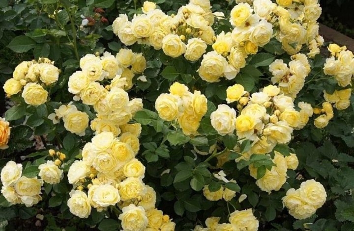 Роза Комтесс Дю Барри