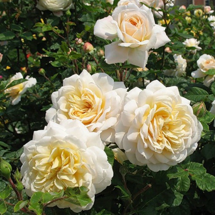 Роза Комтесса 3