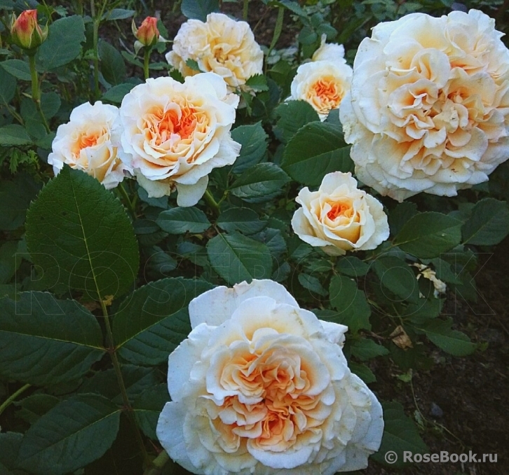 Роза Комтесса 5