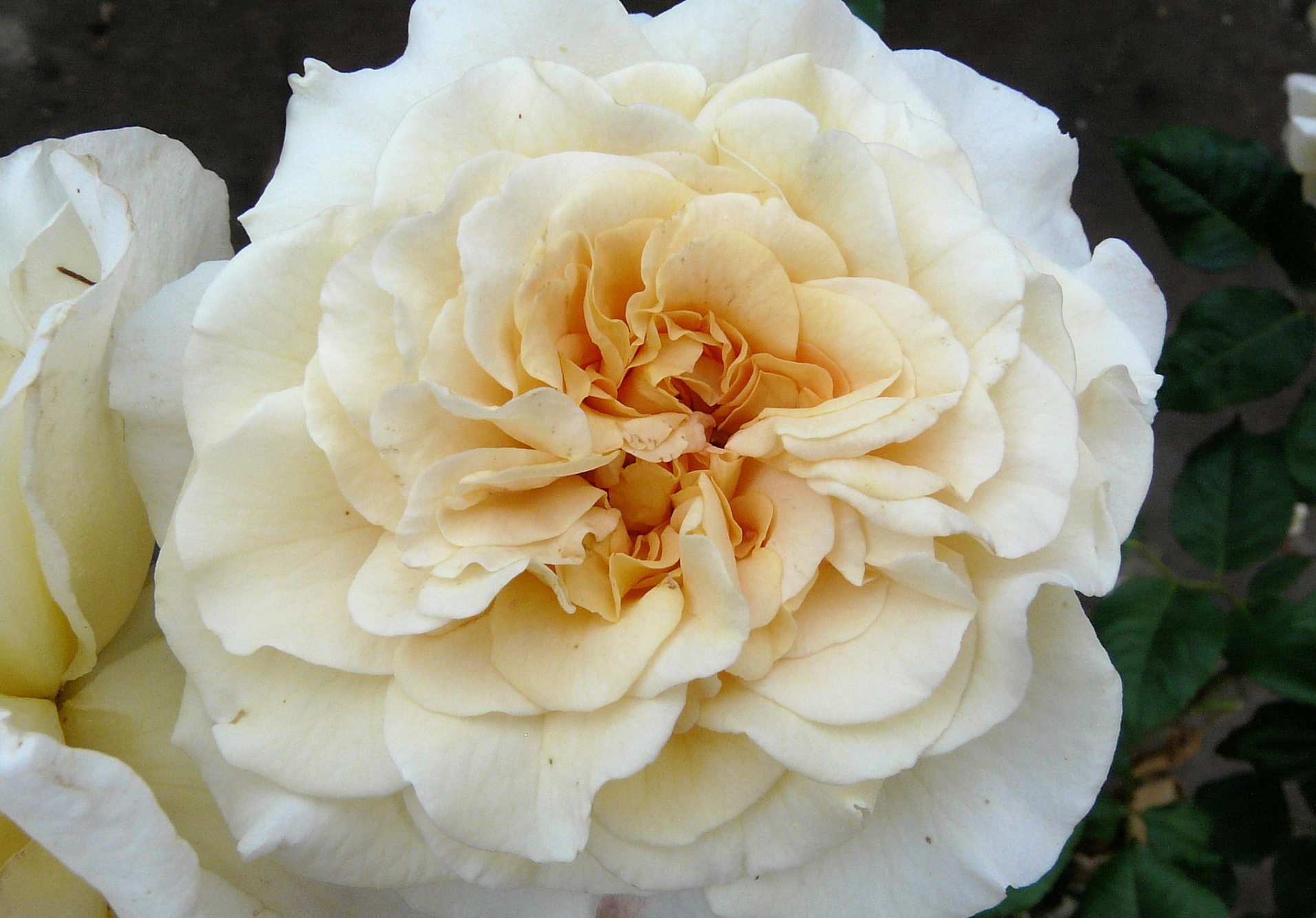 Роза Комтесса 6